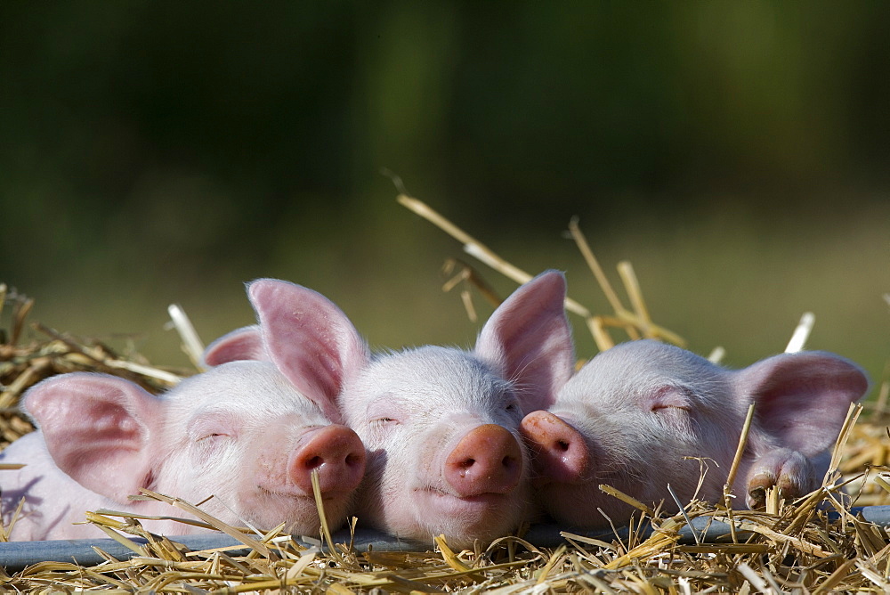 Domestic Pig, Huellhorst, Germany