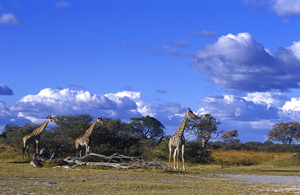 Giraffe, Giraffa camelopardalis, Moremi Wildlife Reserve, Botswana, Africa