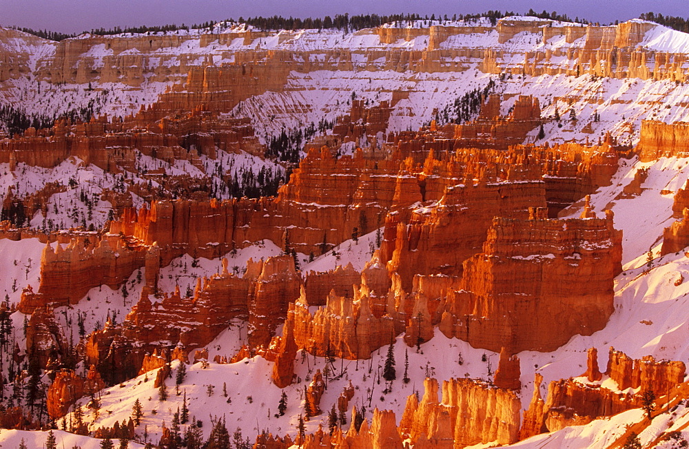 Hoodoos, Bryce amphitheater, Bryce Canyon National Park, Utah, United States of America (U.S.A.), North America