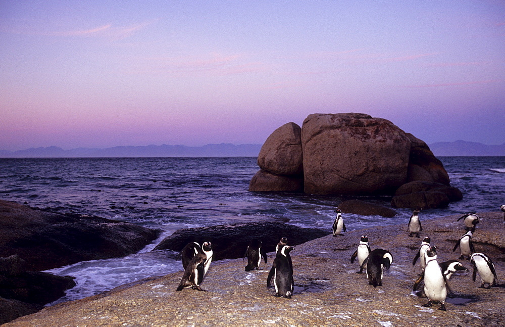 African (Jackass) penguins, (Sphensiscus demersus), Cape Town, South Africa, Africa