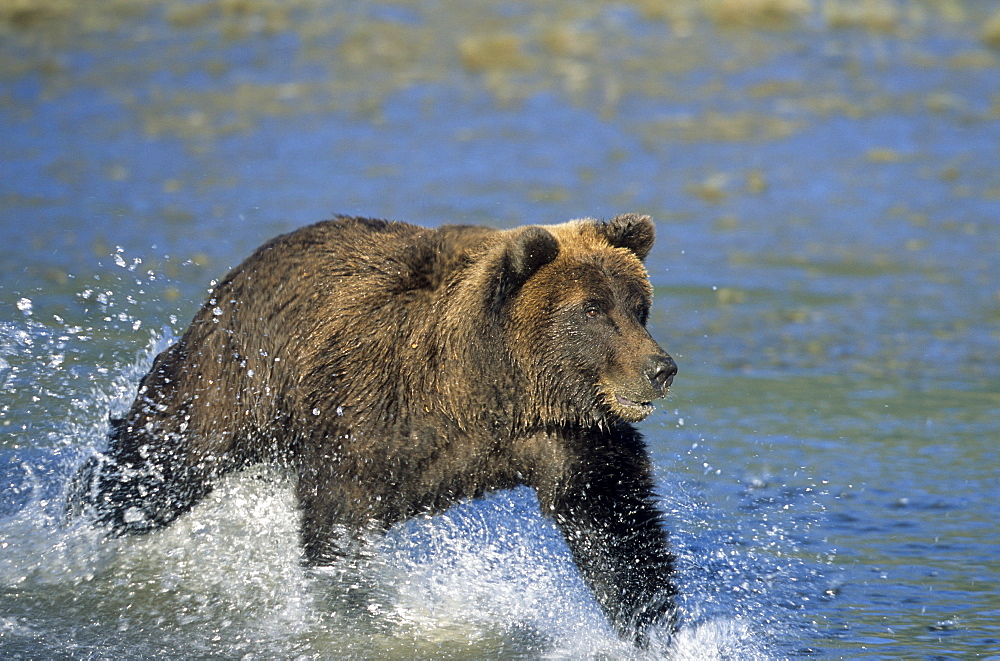 Coastal brown bear, Ursus arctos, Lake Clark National Park, Alaska, United States of America, North America