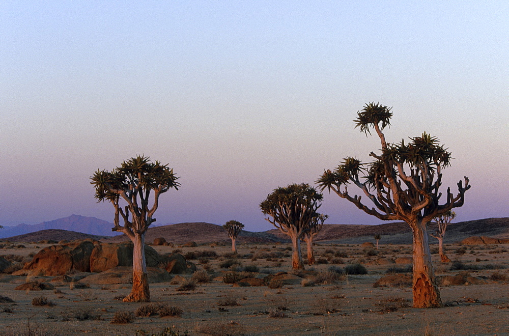 Kokerboom, Aloe dichotoma, Blutkopje, Namibia, Africa