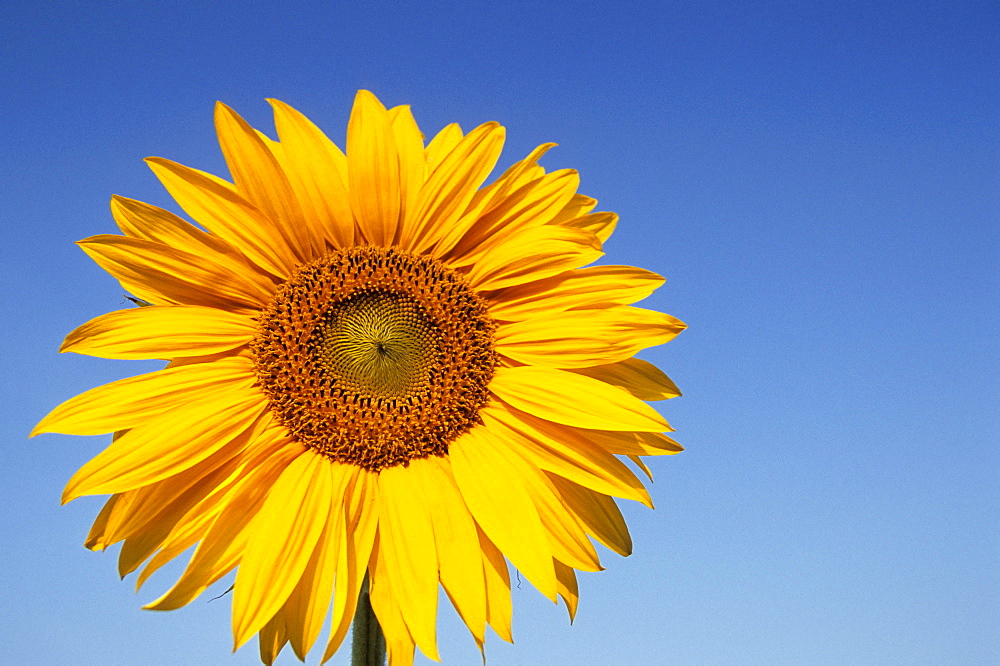 Sunflower, Helianthus spec. Bielefeld, NRW, Germany, Europe