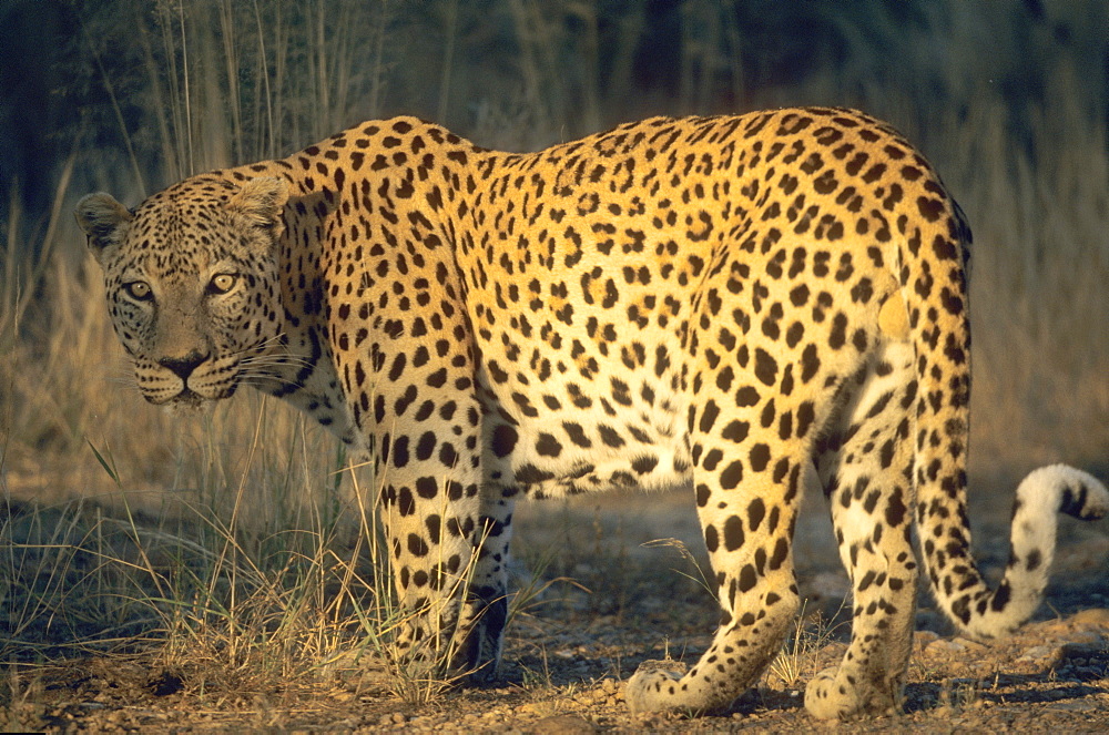 Leopard, Panthera pardus, Duesternbrook Private Game Reserve, Windhoek, Namibia, Africa