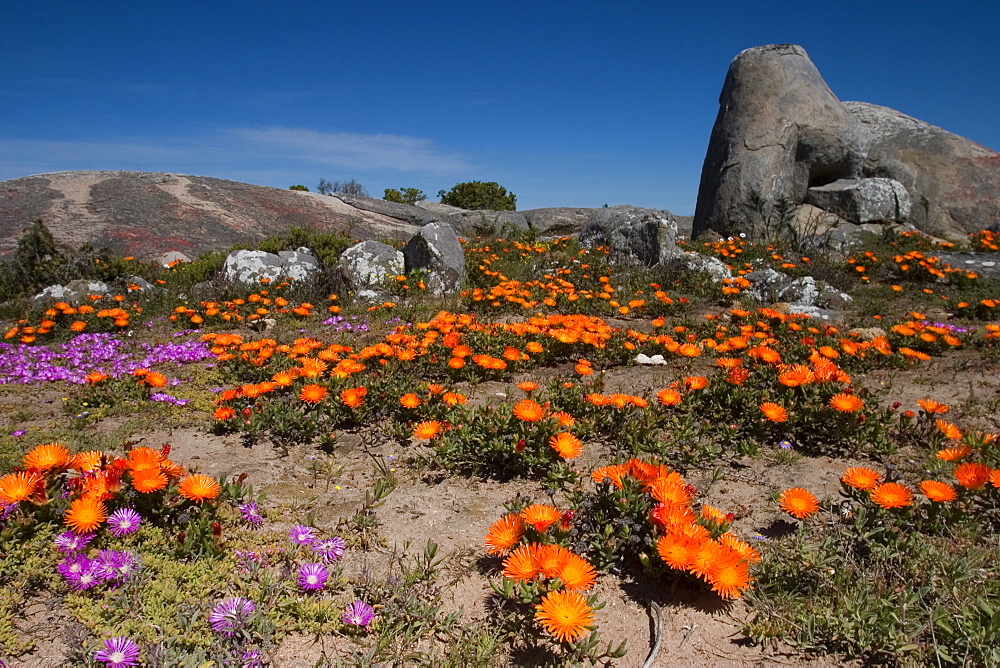 Daisy, (Asteraceae), West Coast N.P., Langebaan, South Africa