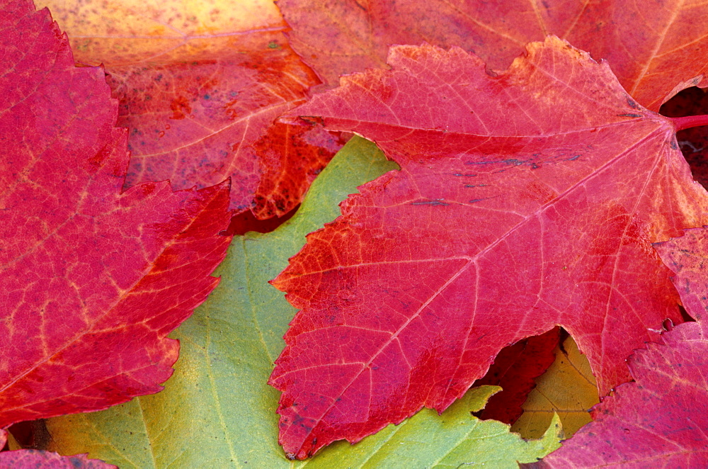 Maple leaves in fall, Bielefeld, Germany, Europe