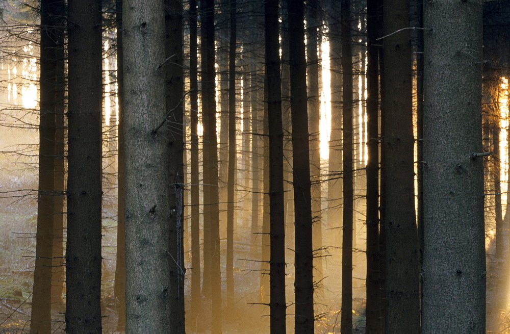 Fog in the forest, Bielefeld, North Rhine-Westphalia, Germany, Europe