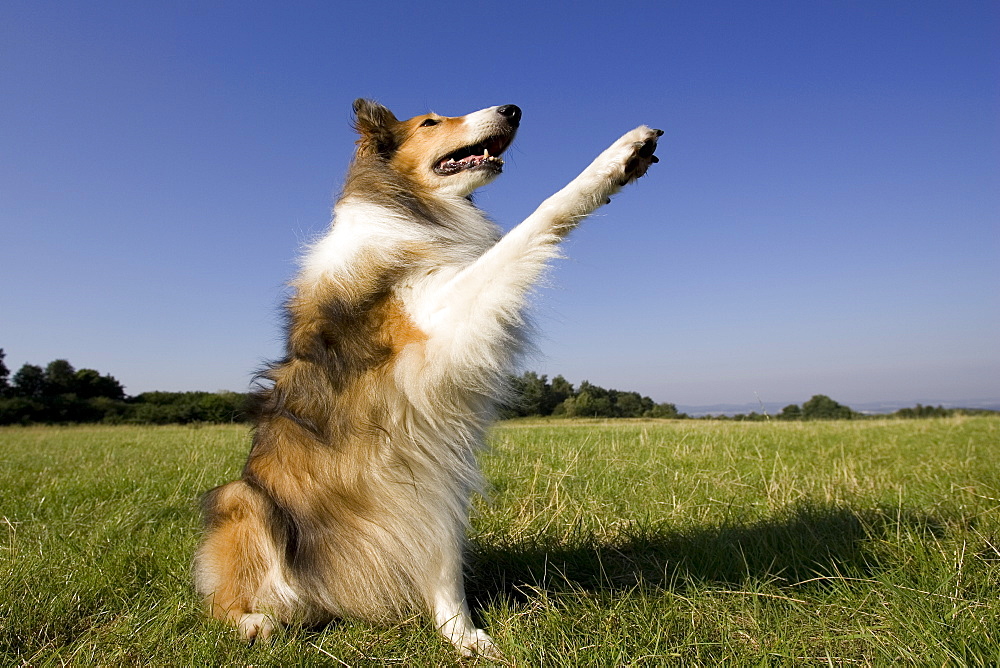 Collie, (Canidae), Lemgo, Nordrhein Westfalen, Germany