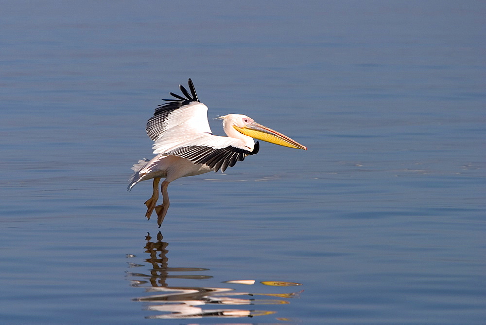 White pelican, Pelecanus onocrotalus, Walfish Bay, west coast, Namibia, Africa