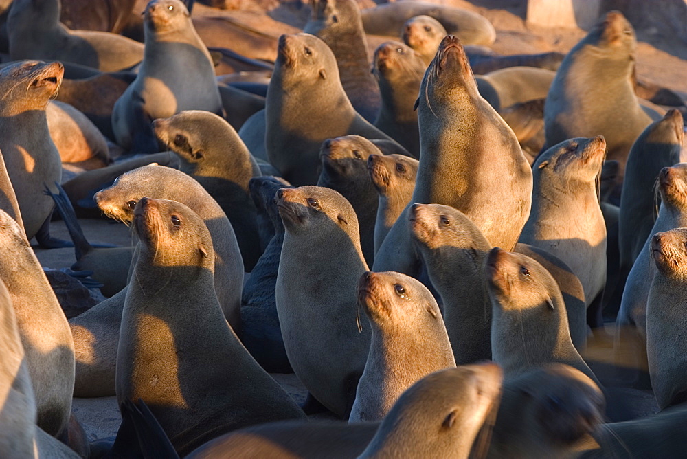 South African fur seal, Arcotocephalus pusillus, Cape Cross, Namibia, Africa