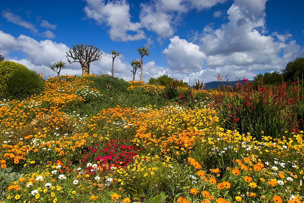 Daisy, (Asteraceae), West Coast N.P., Langebaan, South Africa