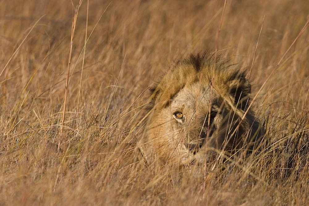 Lion, Panthera leo, Moremi Wildlife Reserve, Botswana, Africa