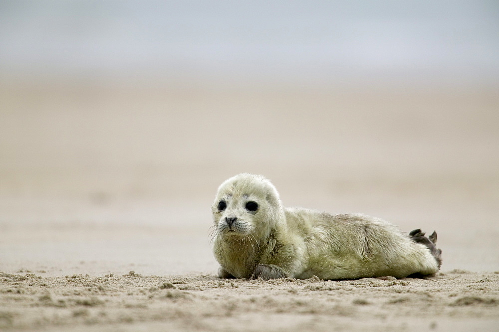 Harbor seal cub, Phoca vitulina, Heligoland, Germany, Europe