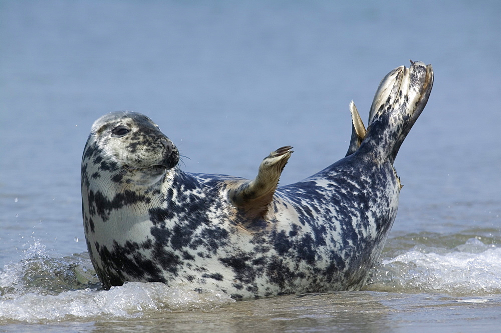 Gray seal (grey seal), Halichoerus grypus, Heligoland, Germany, Europe