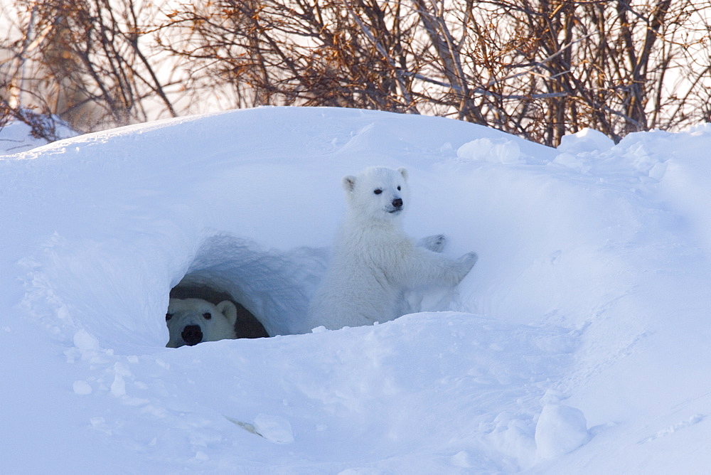 Polar Bear with cubs, Ursus maritimus, Churchill, Manitoba, Canada