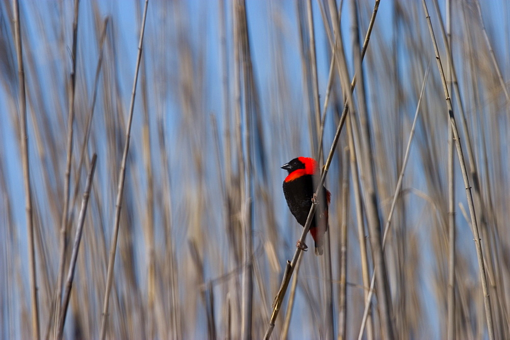 Red Bishop, Euplectes orix, West Coast National Park, South Africa, Africa