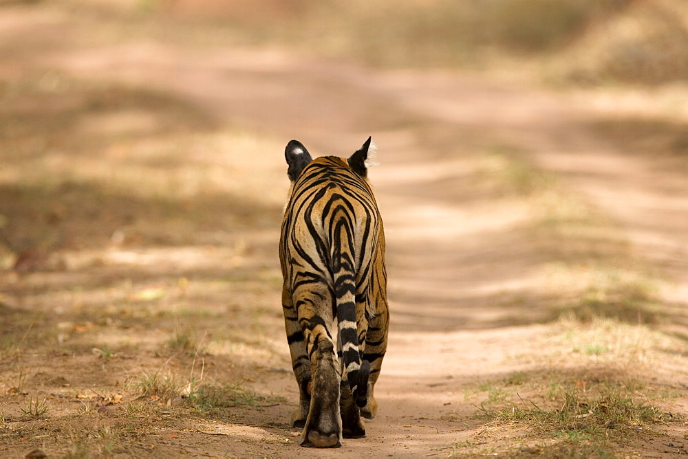 Bengal tiger, Panthera tigris tigris, Bandhavgarh National Park, Madhya Pradesh, India, Asia