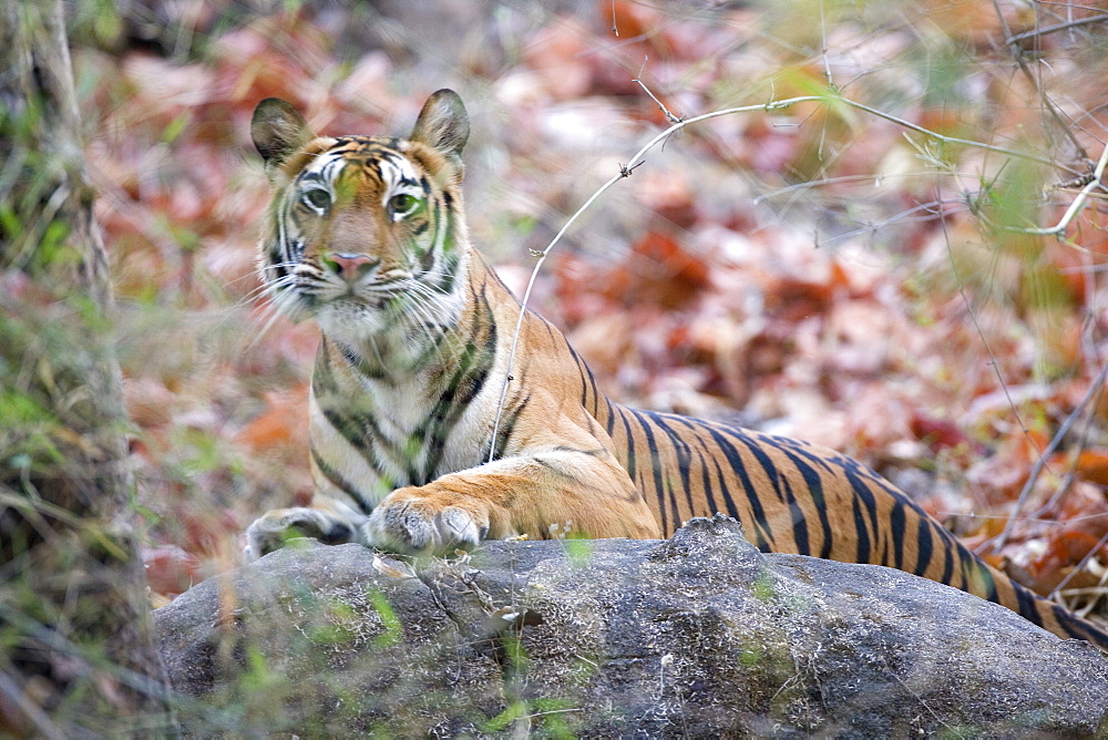 Bengal tiger, Panthera tigris tigris, Bandhavgarh National Park, Madhya Pradesh, India, Asia