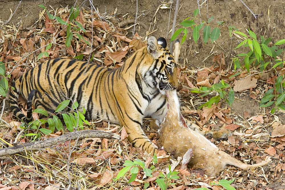 Bengal tiger, Panthera tigris tigris, Bandhavgarh National Park, Madhya Pradesh, India, Asia