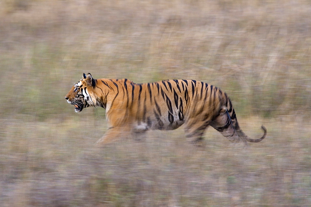 Bengal tiger, Panthera tigris tigris, Bandhavgarh National Park, Madhya Pradesh, India, Asia