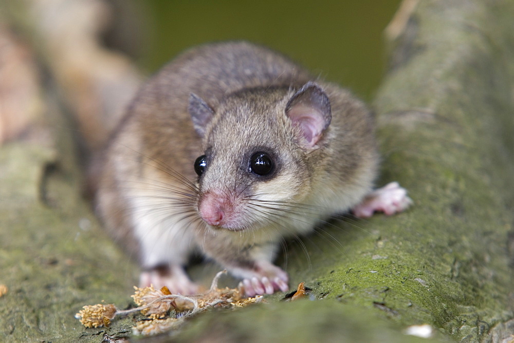 Fat Dormouse, (Glis Glis), Osnabrueck, Niedersachsen, Germany