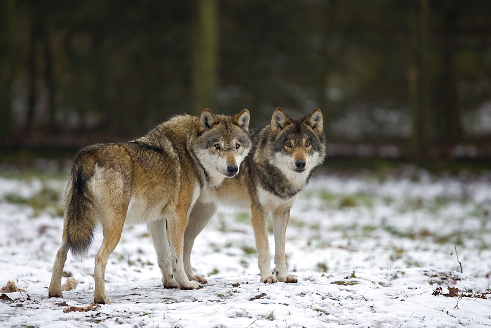 Gray wolf (grey wolf), Canis lupus, Wildlife Preserve, Rheinhardswald, Germany, Europe