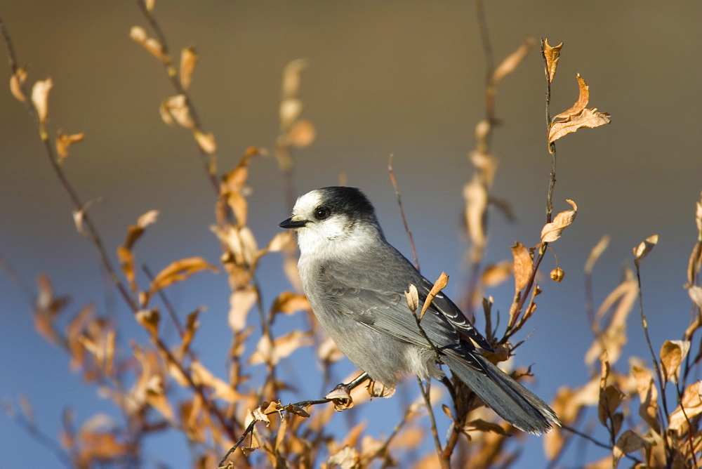 Whiskey-Jack, Prerisoreus canadensis, Churchill, Manitoba, Canada, North America