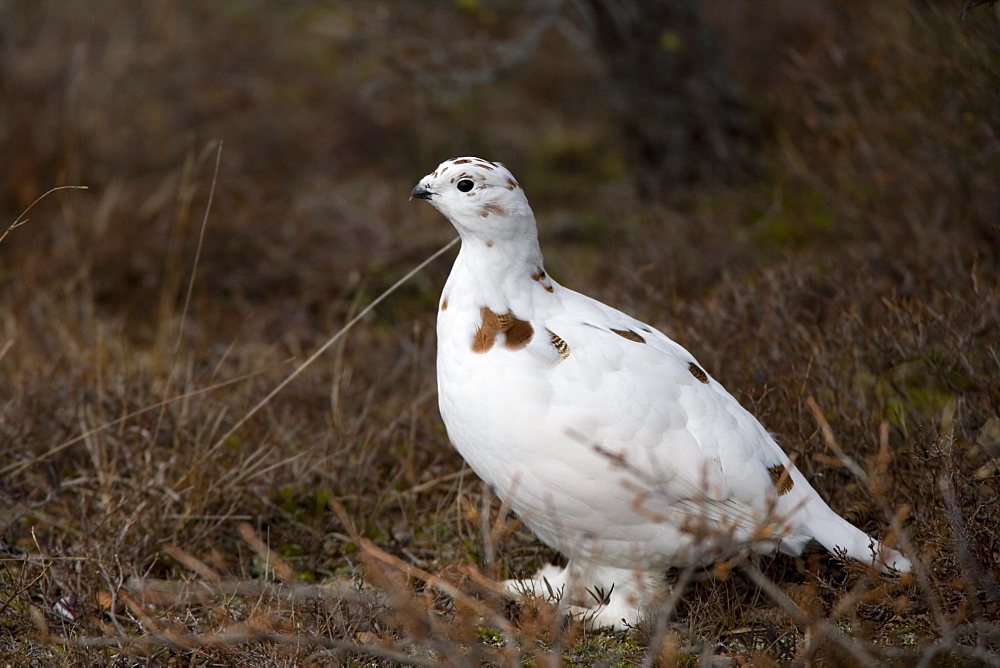 Ptarmigan, Lagopus mutus, Churchill, Manitoba, Canada, North America