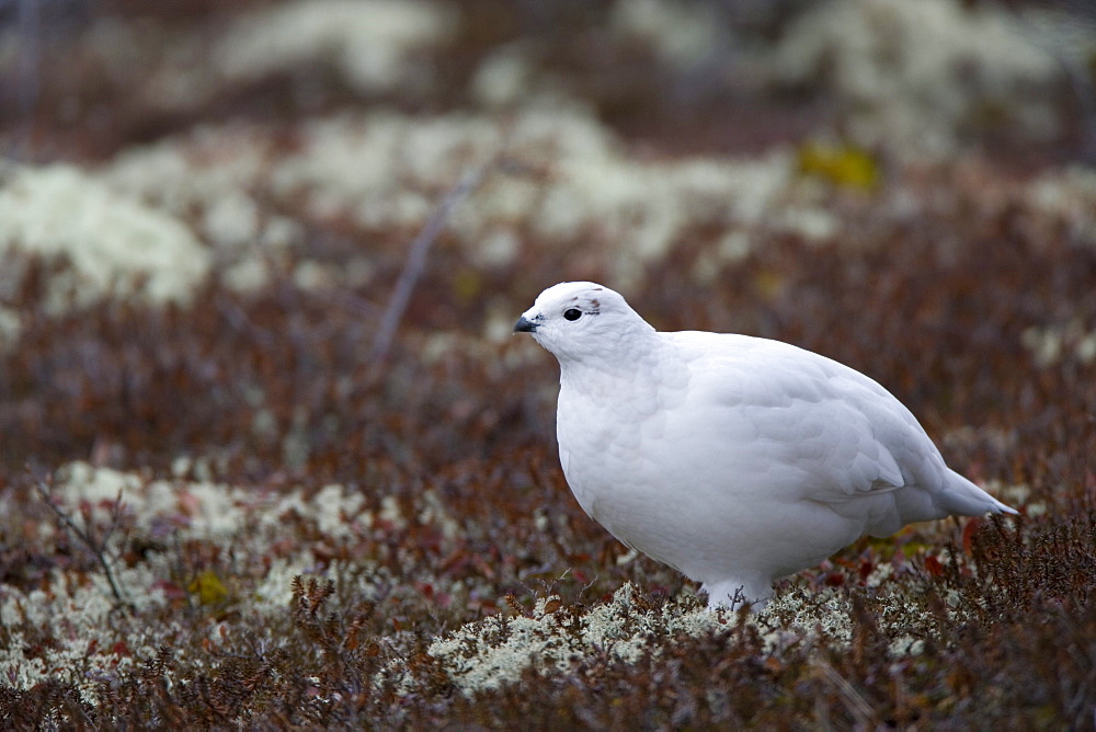 Ptarmigan, Lagopus mutus, Churchill, Manitoba, Canada, North America