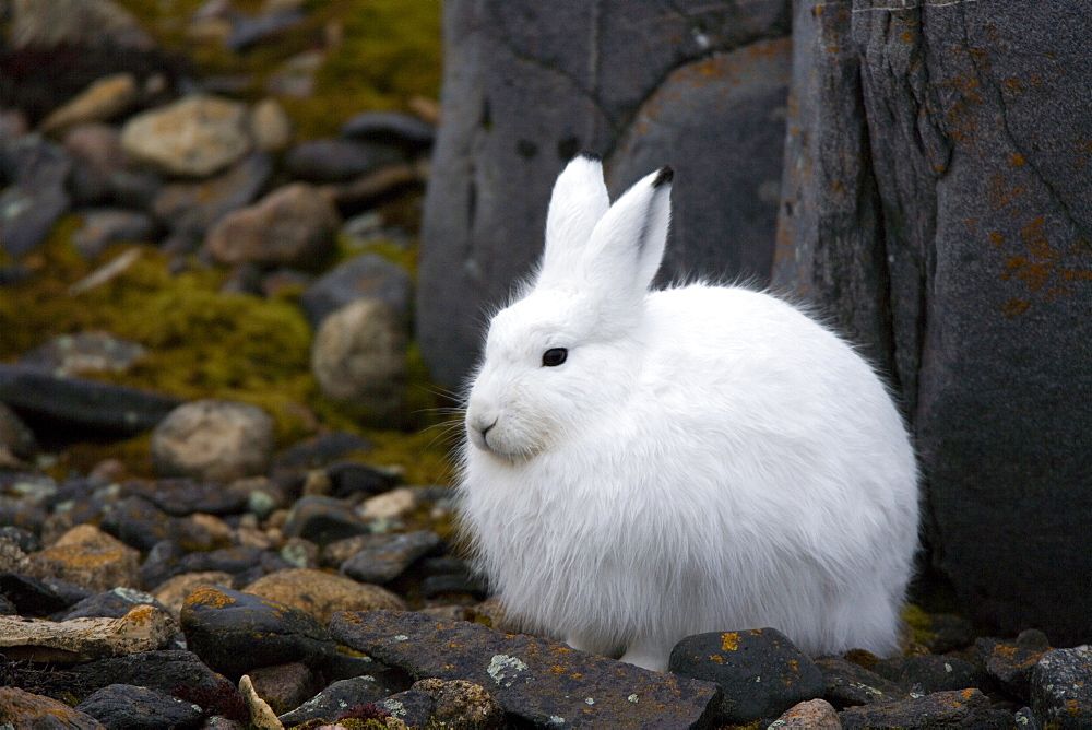 Snow hare, Lepus americanus, Churchill, Manitoba, Canada, North America