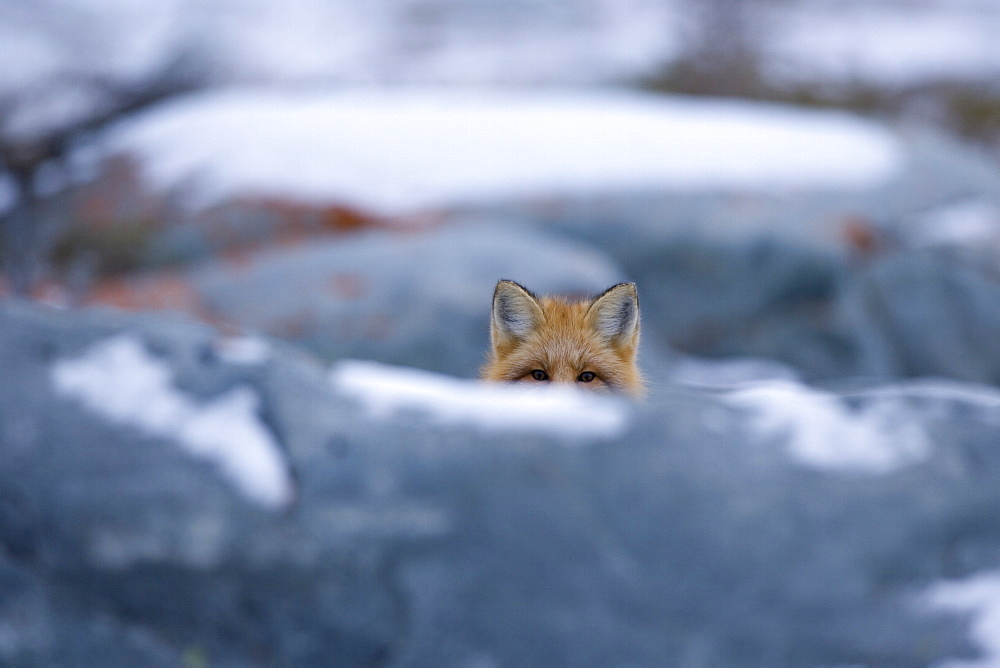 Red fox, Vulpes vulpes, Churchill, Manitoba, Canada, North America