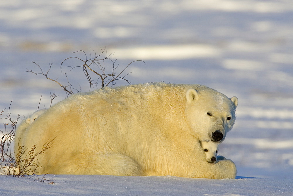 Polar Bear with cubs, (Ursus maritimus), Churchill, Manitoba, Canada