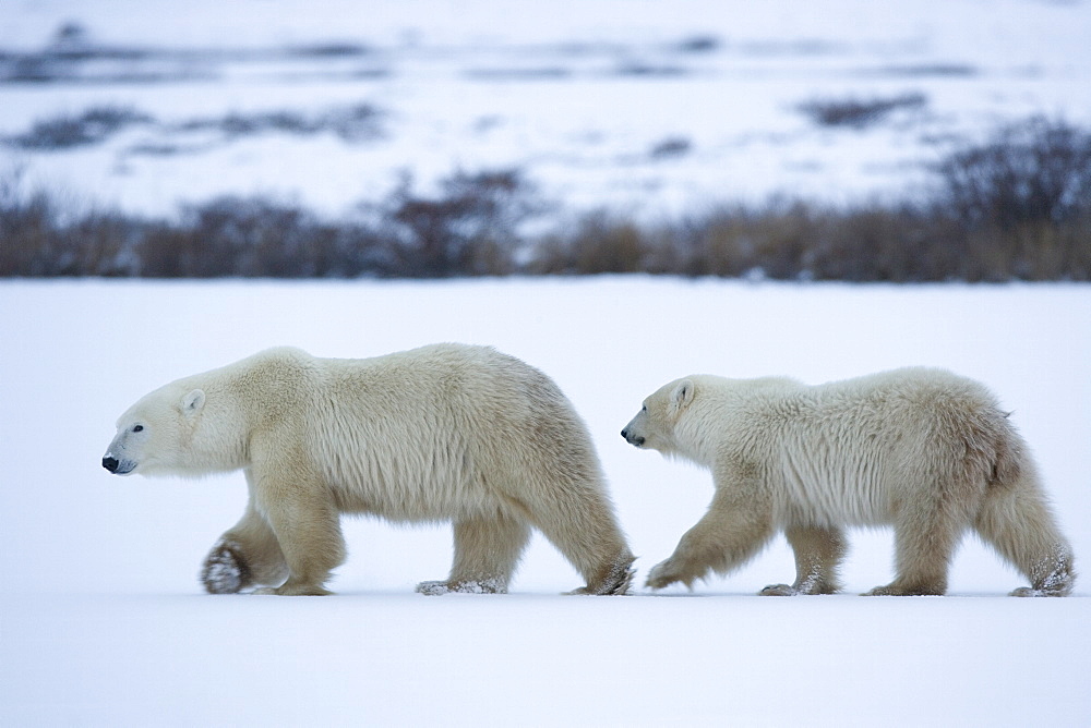 Polar bear with a cub, Ursus maritimus, Churchill, Manitoba, Canada, North America