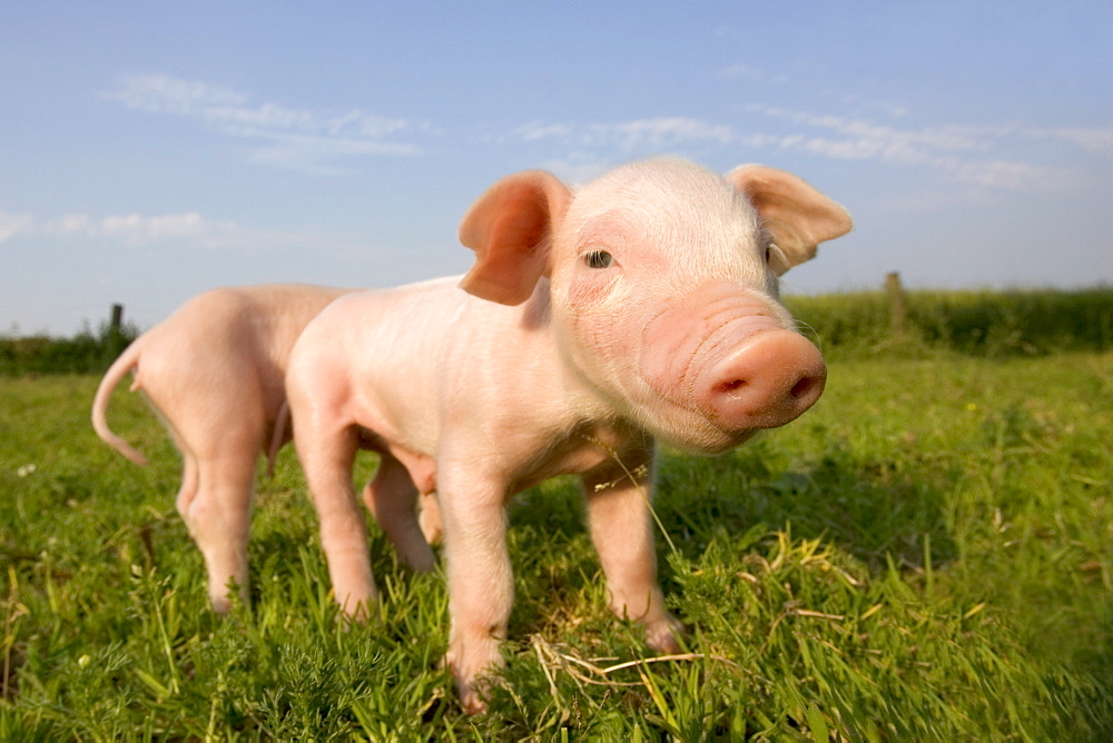 Domestic pig, Huellhorst, Germany, Europe