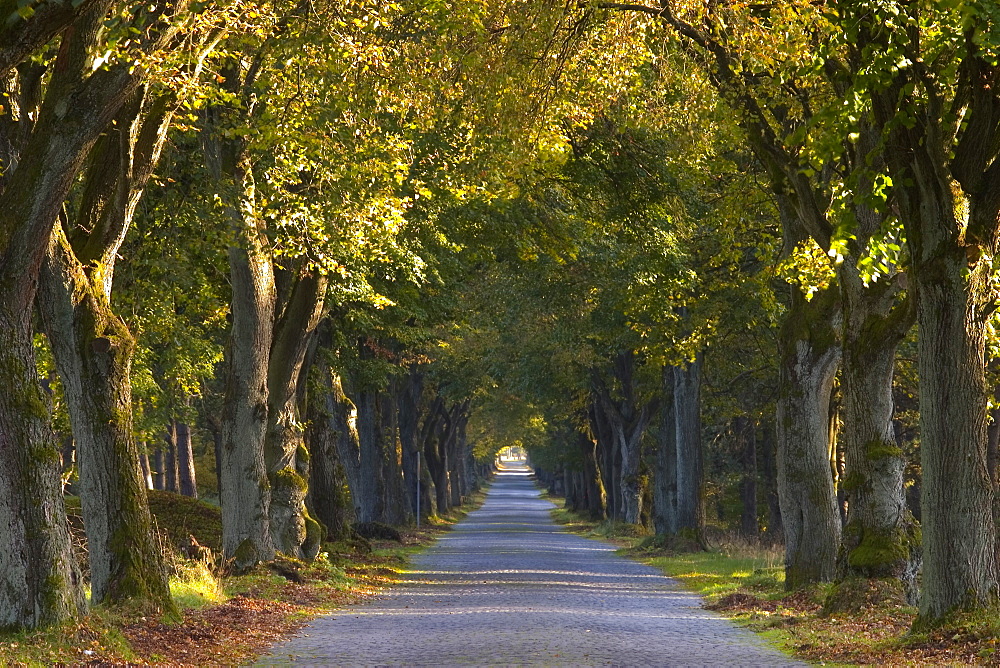 Tree avenue in fall, Senne, Nordrhein Westfalen (North Rhine Westphalia), Germany, Europe