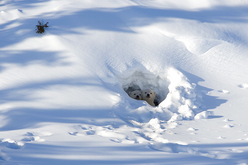 Polar bear (Ursus maritimus) cubs looking out of the den, Wapusk National Park, Churchill, Hudson Bay, Manitoba, Canada, North America