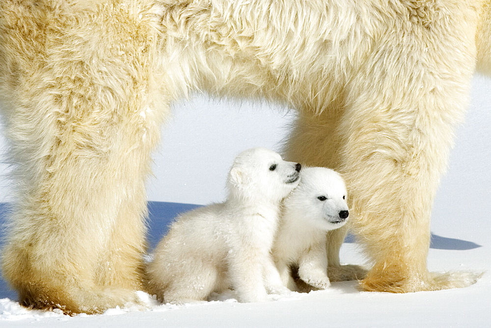 Polar bear (Ursus maritimus) mother with twin cubs, Wapusk National Park, Churchill, Hudson Bay, Manitoba, Canada, North America