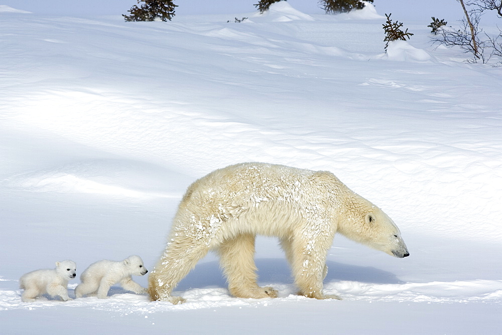 Polar bear (Ursus maritimus) mother with twin cubs, Wapusk National Park, Churchill, Hudson Bay, Manitoba, Canada, North America