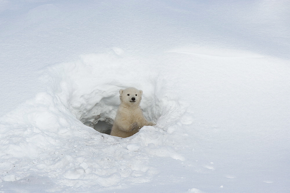 Polar bear (Ursus maritimus) cub looking out of den, Wapusk National Park, Churchill, Hudson Bay, Manitoba, Canada, North America