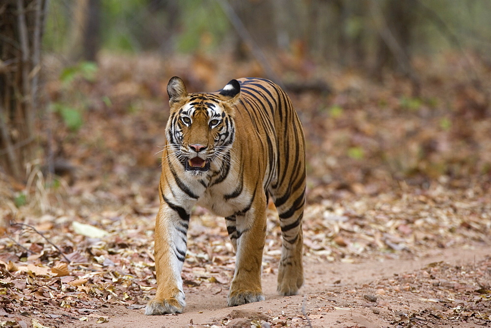 Female Indian tiger (Bengal tiger) (Panthera tigris tigris), Bandhavgarh National Park, Madhya Pradesh state, India, Asia