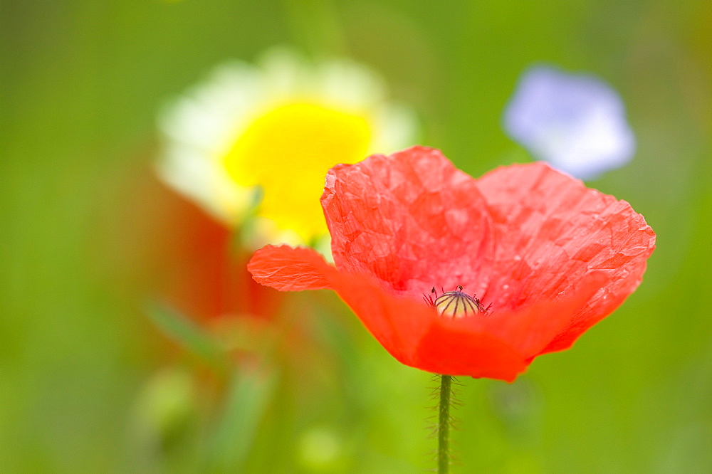 Common poppy (Papaver rhoeas), Bielefeld, Germany, Europe