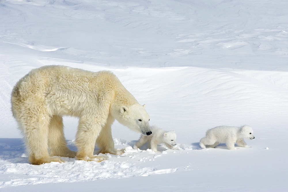 Polar bear (Ursus maritimus) mother with twin cubs, Wapusk National Park, Churchill, Hudson Bay, Manitoba, Canada, North America