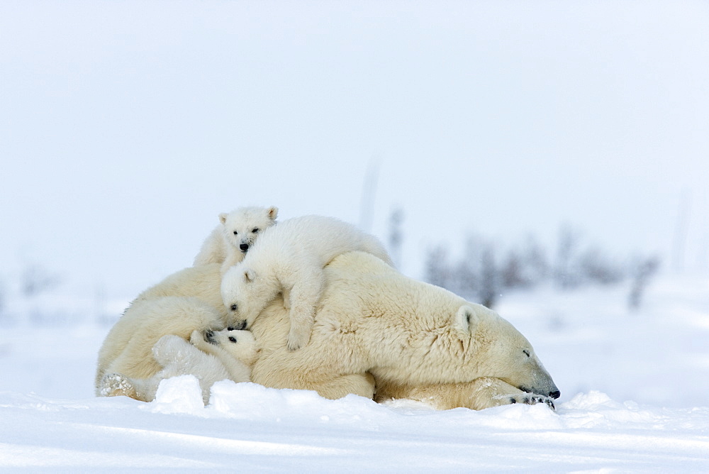 Polar bear (Ursus maritimus) mother with triplets, Wapusk National Park, Churchill, Hudson Bay, Manitoba, Canada, North America