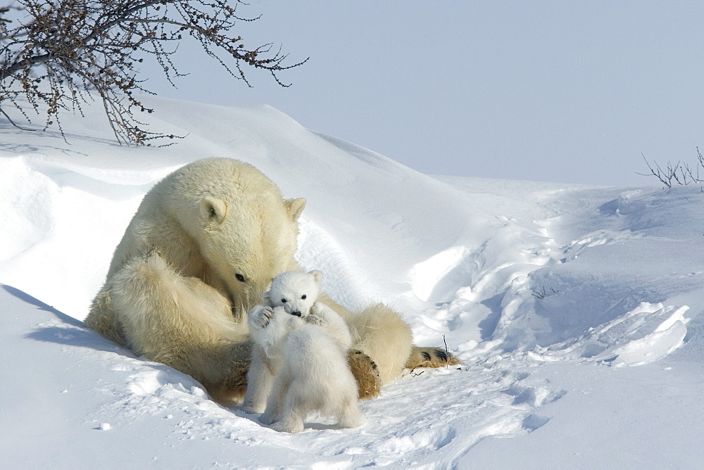 Polar bear (Ursus maritimus) mother with twin cubs, Wapusk National Park, Churchill, Hudson Bay, Manitoba, Canada, North America