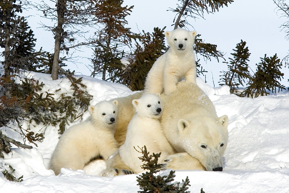 Polar bear (Ursus maritimus) mother with triplets, Wapusk National Park, Churchill, Hudson Bay, Manitoba, Canada, North America