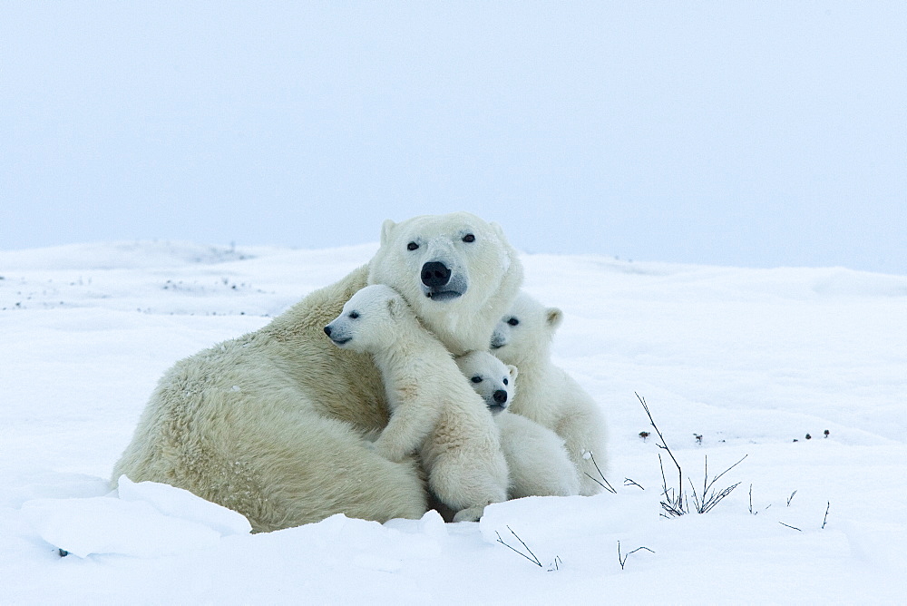 Polar bear (Ursus maritimus) mother with triplets, Wapusk National Park, Churchill, Hudson Bay, Manitoba, Canada, North America