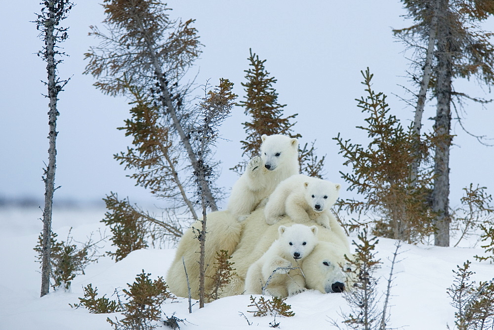 Polar bear (Ursus maritimus) mother with triplets, Wapusk National Park, Churchill, Hudson Bay, Manitoba, Canada, North America