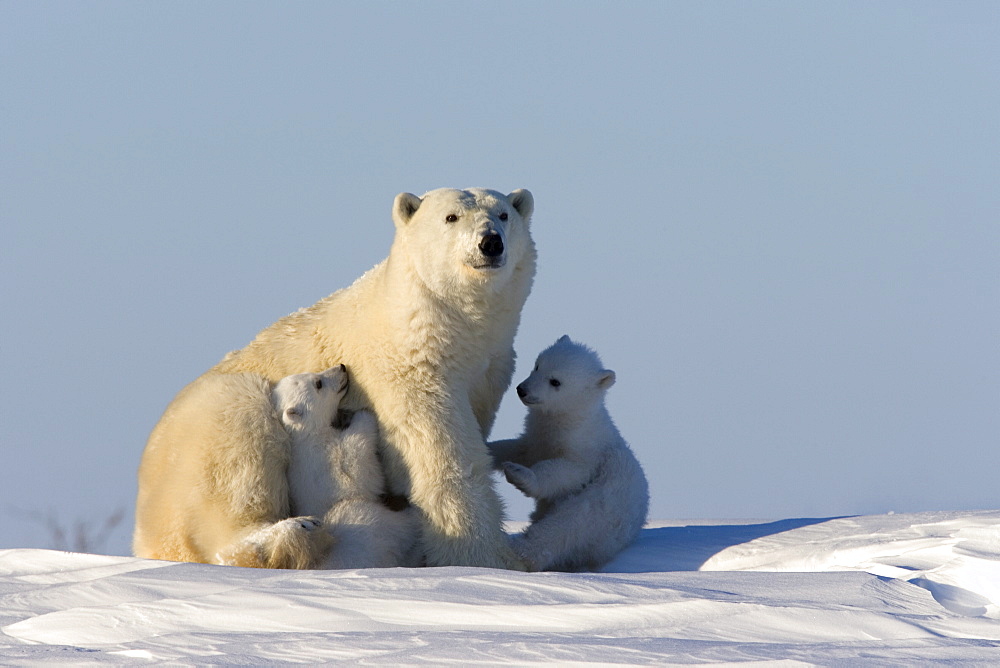 Polar Bear with cubs, (Ursus maritimus), Churchill, Manitoba, Canada