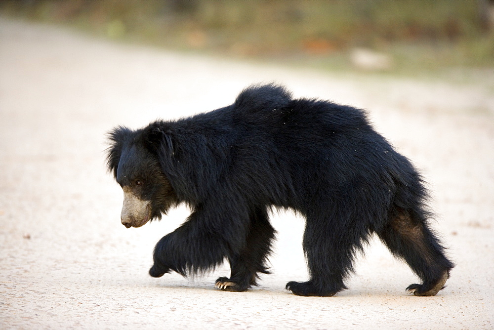 Sloth bear (Melursus ursinus), Bandhavgarh National Park, Madhya Pradesh state, India, Asia