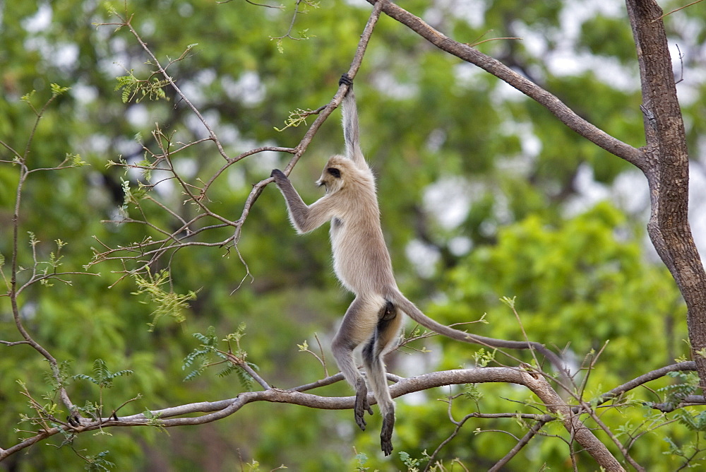 Hanuman langur (Presbytis entellus), Bandhavgarh National Park, Madhya Pradesh state, India, Asia